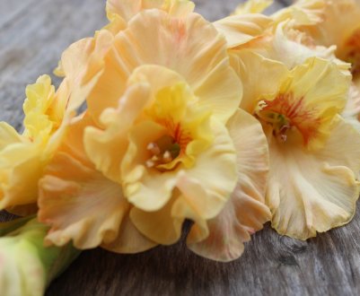 Опис гладіолуса Майя Плісецька, посадка рослини і подальший догляд за ним