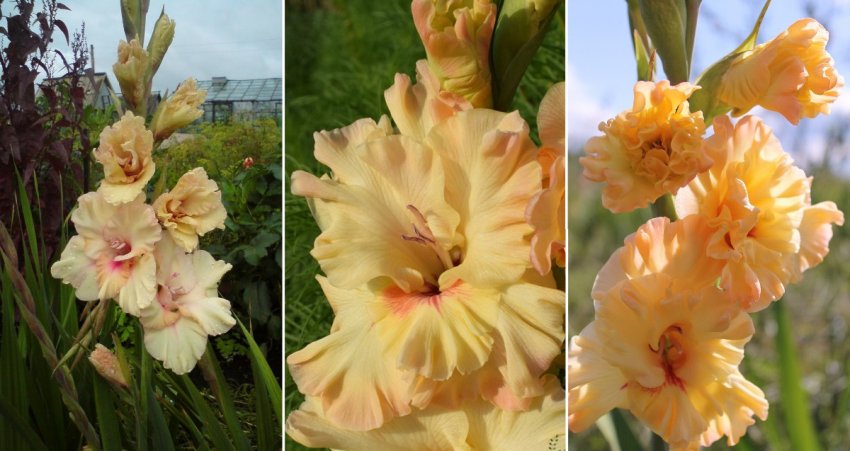 Гладіолуси сорти Майя Плісецька Гладіолуси сорти Майя Плісецька