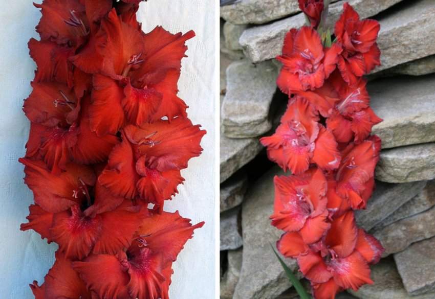 Гладіолус Спадкоємець Оскара