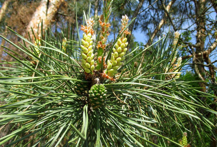Сосна Pinus Sylvestris Сосна Pinus Sylvestris