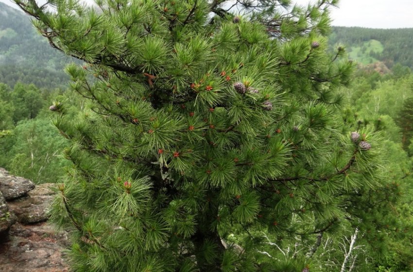 Сосна Mongolica Сосна Mongolica