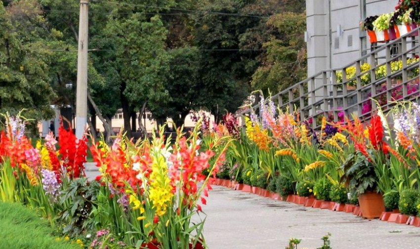 Гладіолуси в ландшафтному дизайні