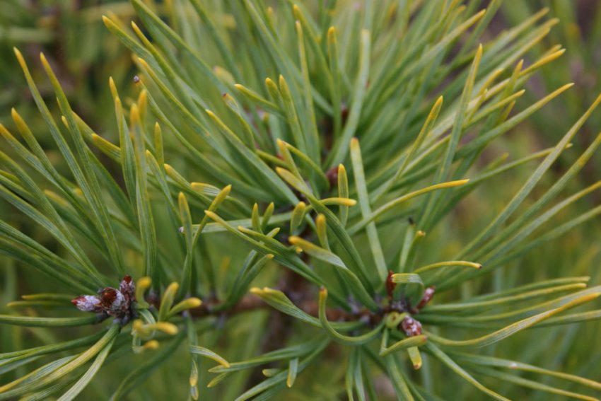 Сосна Лаппоника Сосна Лаппоника