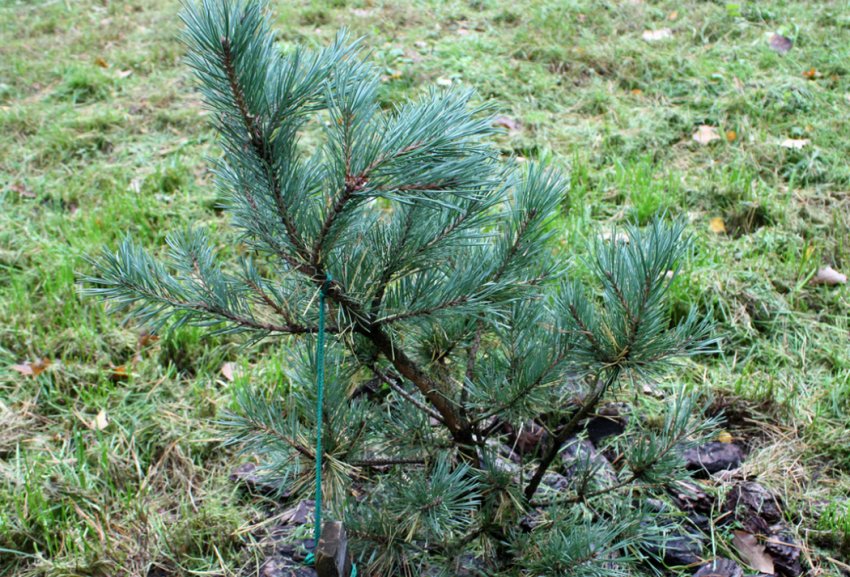 Сосна Watereri Сосна Watereri