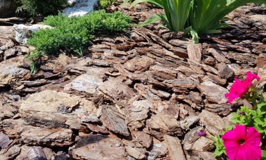 Мульчування гладіолусів