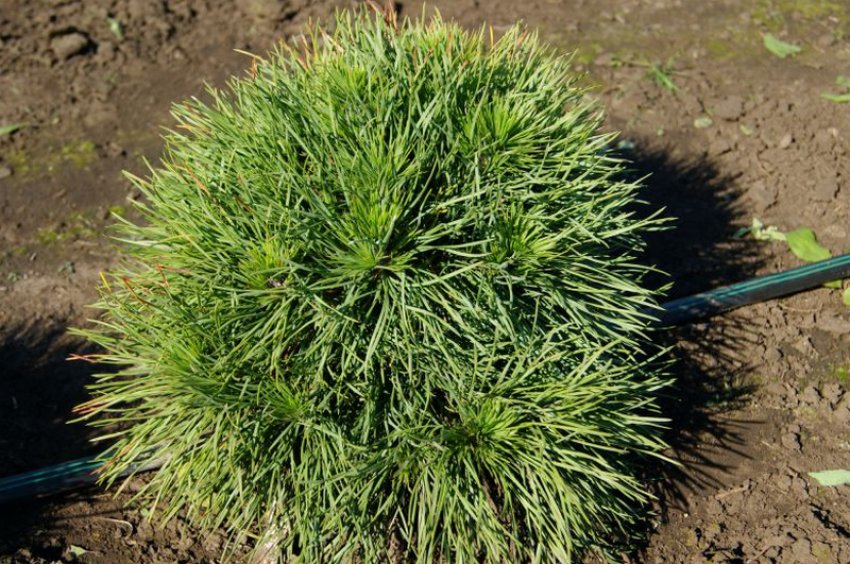 Сосна Globosa Viridis Сосна Globosa Viridis