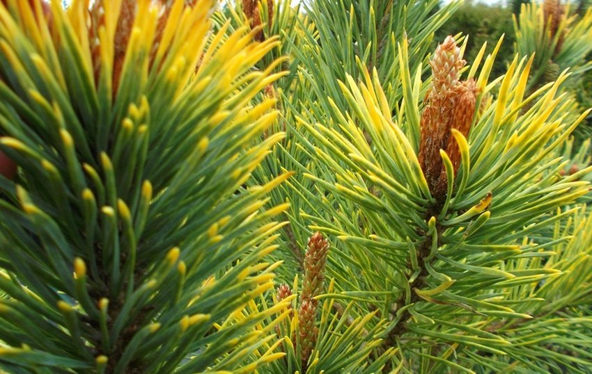 Сосна Aurea Сосна Aurea