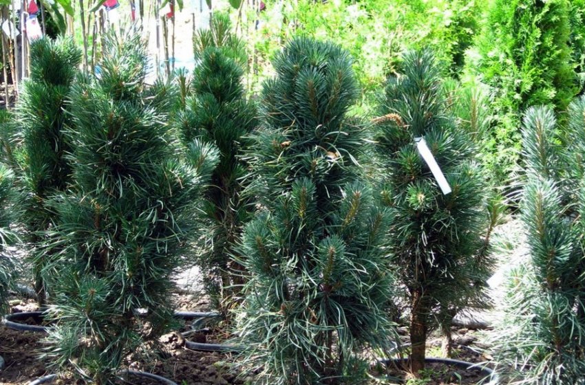 Сосна Fastigiata Сосна Fastigiata