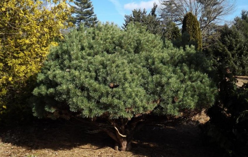 Сосна Beuvronensis Сосна Beuvronensis