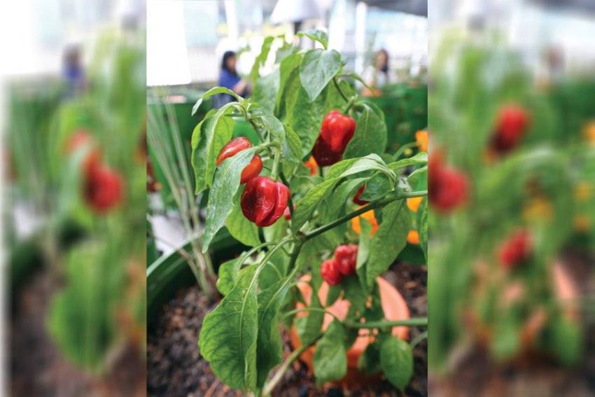 Шеф-кухар влаштував вертикальну ферму в центрі міста на Філіппінах