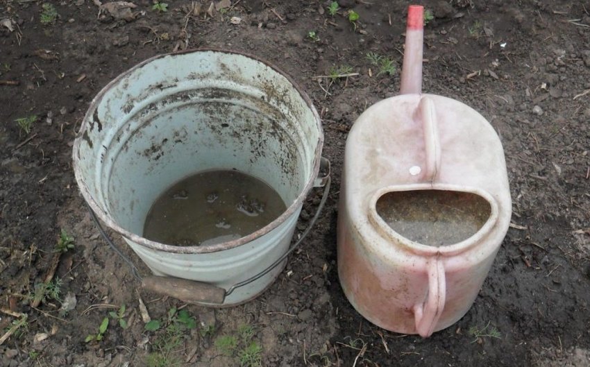 Настій пташиного посліду Настій пташиного посліду