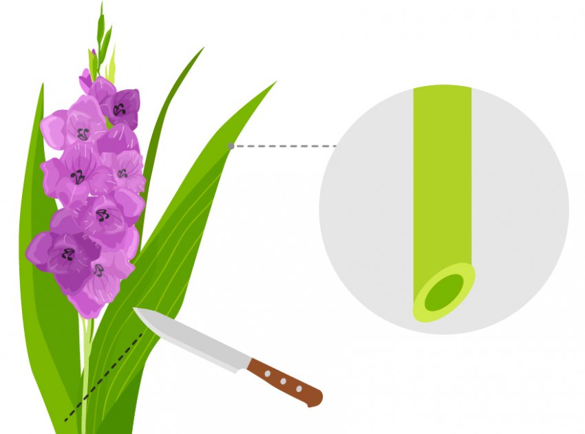 Обрізка гладіолуса Обрізка гладіолуса