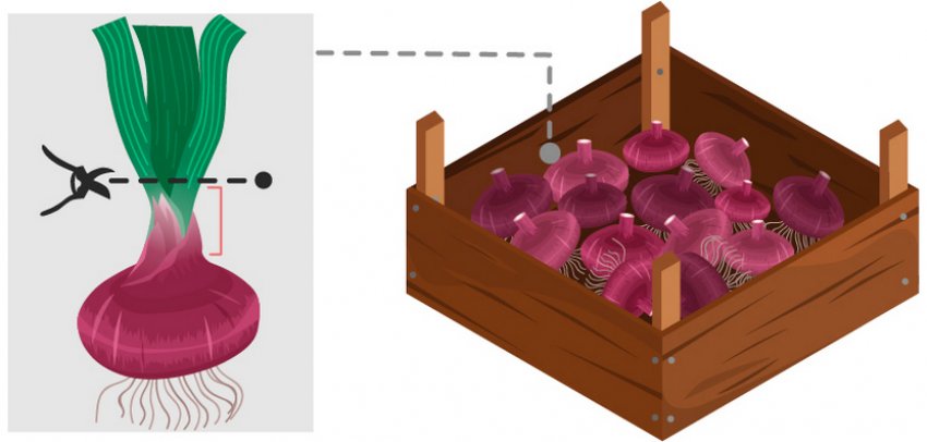 Зберігання цибулин гладіолуса Зберігання цибулин гладіолуса