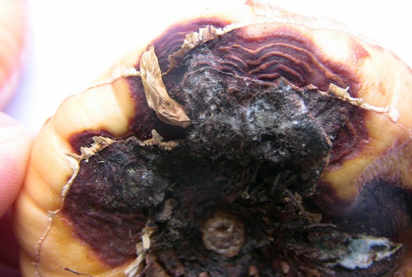 суха Фузаріозна гниль на цибулини гладіолуса суха Фузаріозна гниль на цибулини гладіолуса