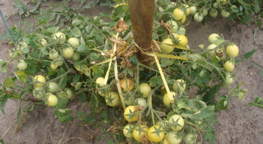 Томат Видимо-невидимо