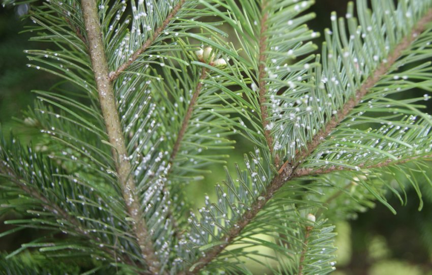 Ялиново-ялицевий і гермес Ялиново-ялицевий і гермес