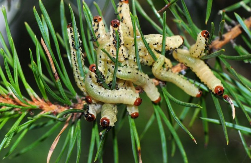 Ялиновий пильщик Ялиновий пильщик
