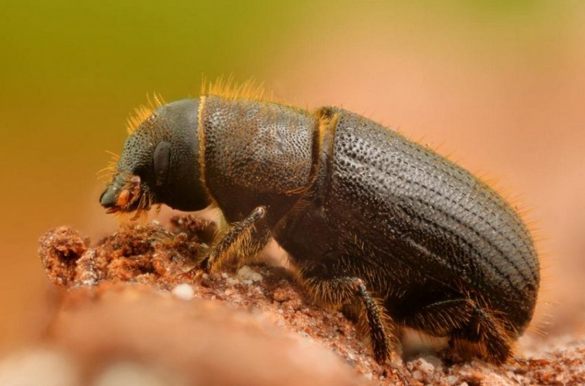 Короїд Короїд