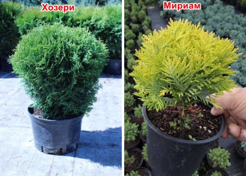 какую тую лучше посадить на урале. . какую тую лучше посадить на урале фото. какую тую лучше посадить на урале-. картинка какую тую лучше посадить на урале. картинка . Не спешите огорчаться скудным выбором, ведь на самом деле это не так. У западной туи больше сотни сортов, среди которых есть как настоящие великаны высотой до 20 м, так и компактные невысокие туи. Чаще всего на уральских просторах можно встретить туи Данника, Брабант, Смарагд, Вудворт.