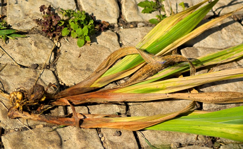 Септоріоз гладіолуса Септоріоз гладіолуса