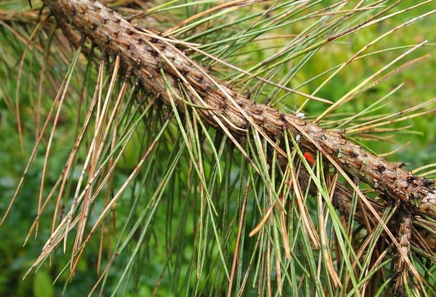 Шютт сосни Шютт сосни