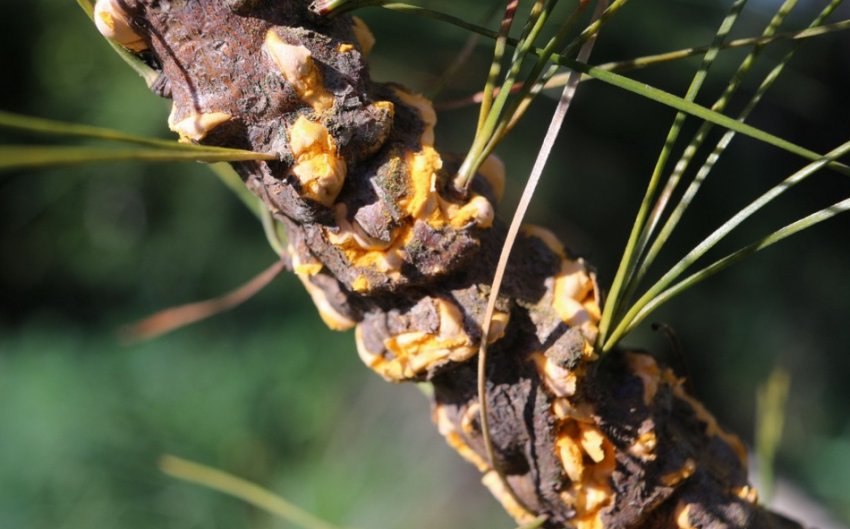 Іржа сосни Іржа сосни