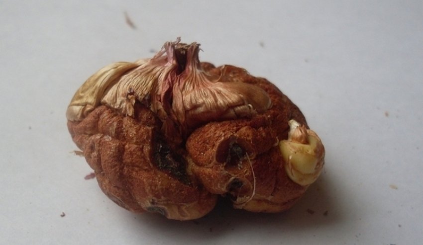 Бактеріальна парша гладіолуса Бактеріальна парша гладіолуса