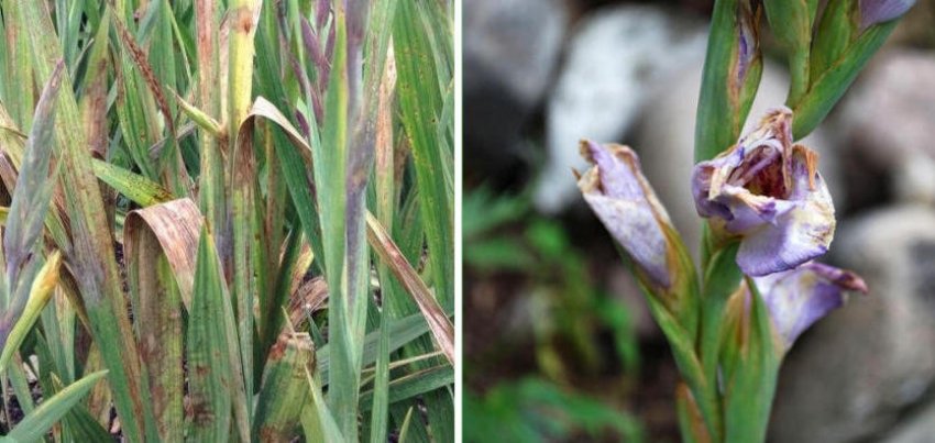 Ознаки присутності гладиолусового трипса Ознаки присутності гладиолусового трипса