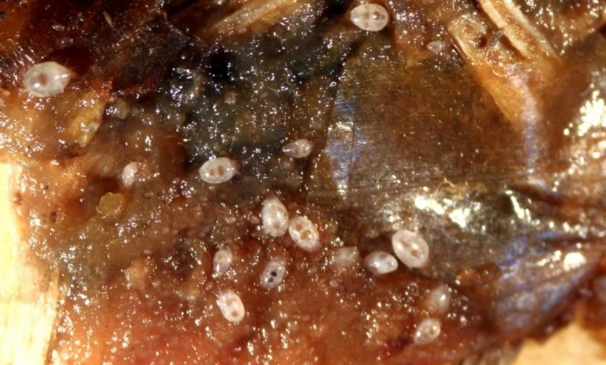 Ураження цибулинними кліщами Ураження цибулинними кліщами