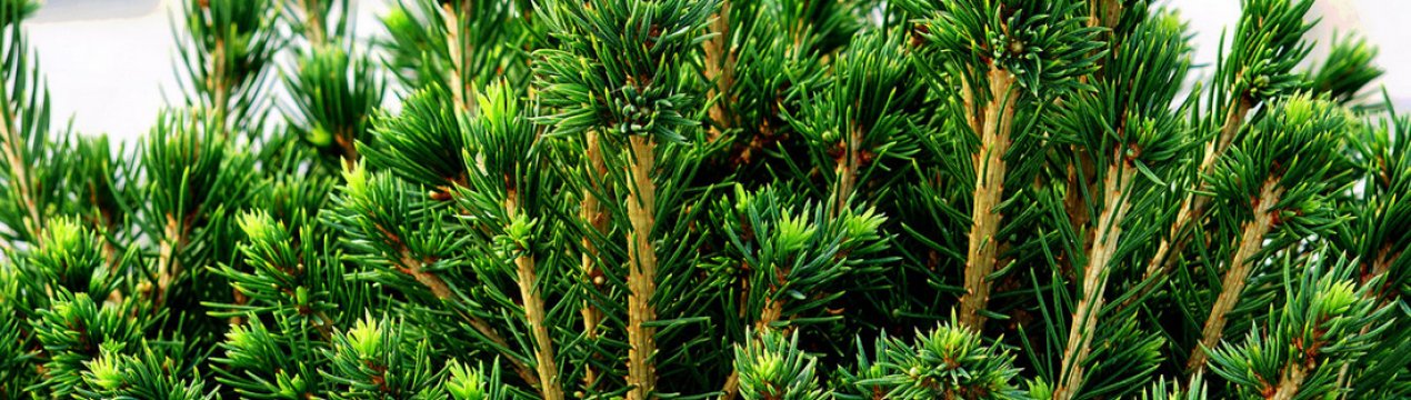 Ялина звичайна Томпа — опис і застосування