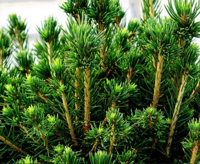 Ялина звичайна Томпа — опис і застосування