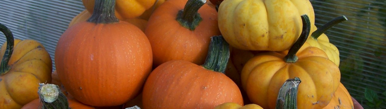 Мускатний гарбуз - кращі сорти