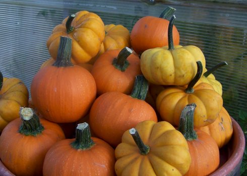 Мускатний гарбуз - кращі сорти