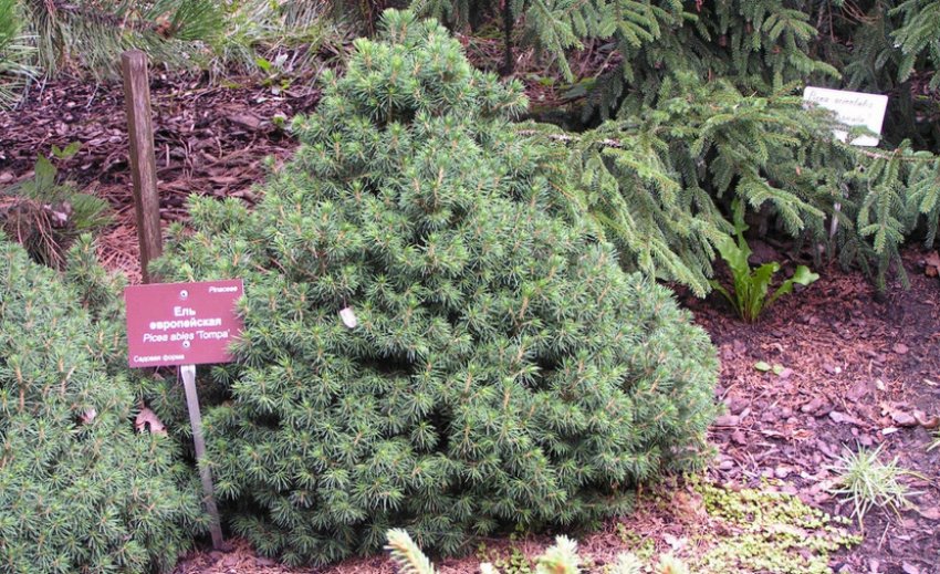 Ялина Томпа