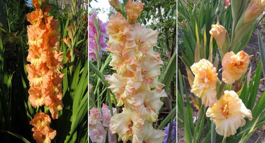 Гладіолуси сорти Майя Плісецька Гладіолуси сорти Майя Плісецька