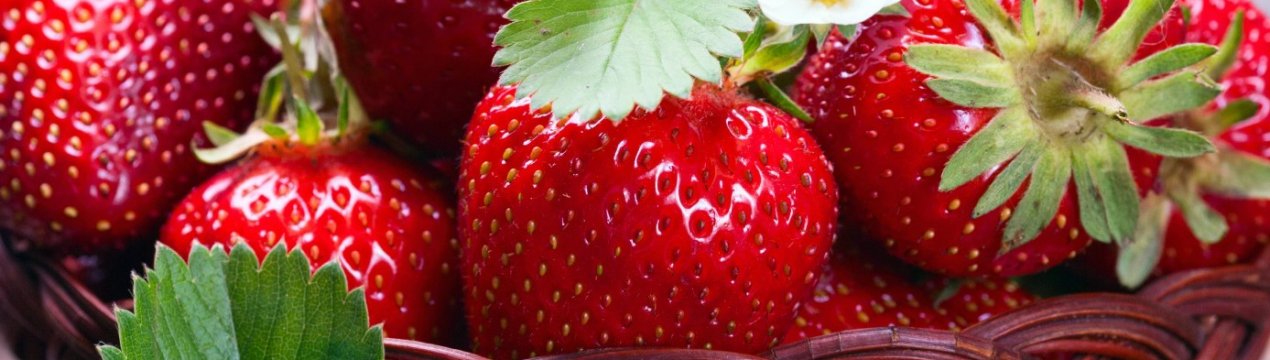 Полуницю в жовтні фермер вирощує з Латвії