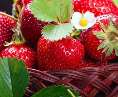 Полуницю в жовтні фермер вирощує з Латвії