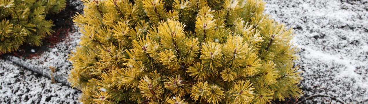 Особливості сосни Вінтер Голд