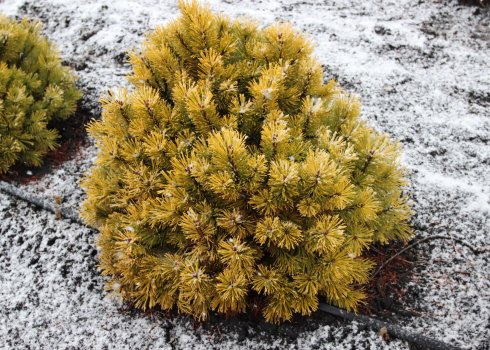 Особливості сосни Вінтер Голд