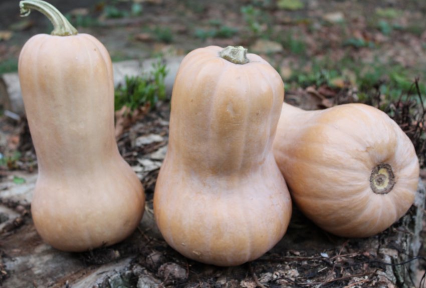 Баттернат Баттернат