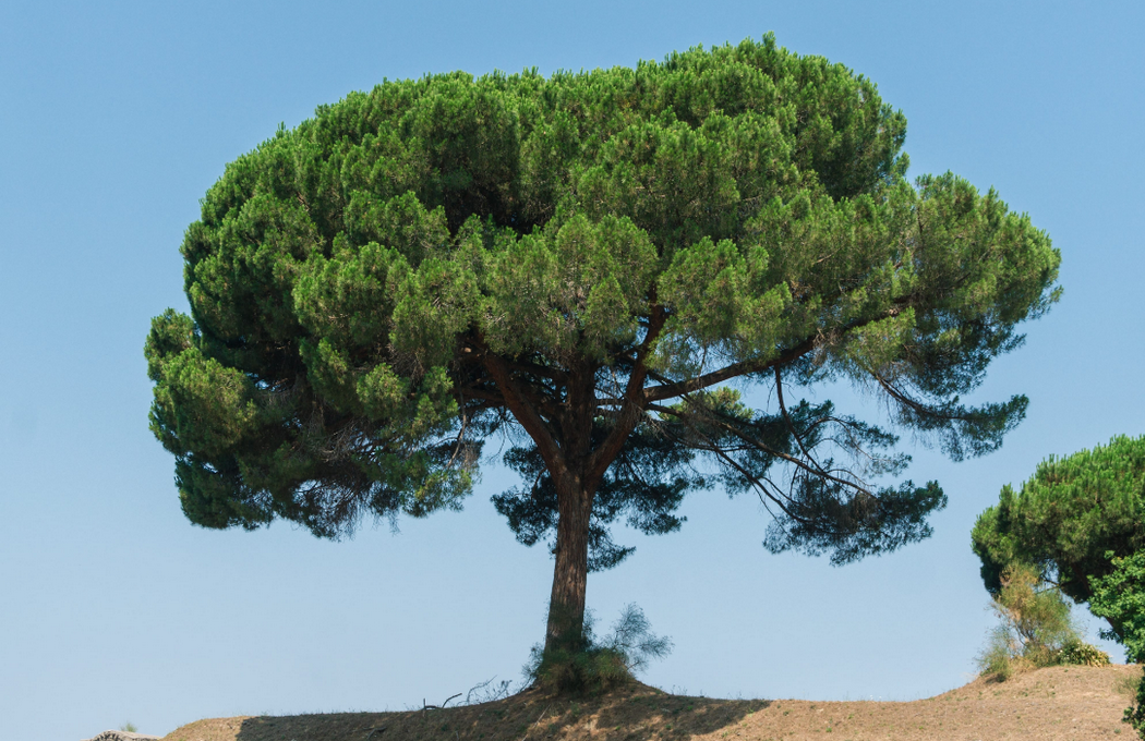 Сосна італійська, або пінія (Pinus pinea): опис та фото дерева ...