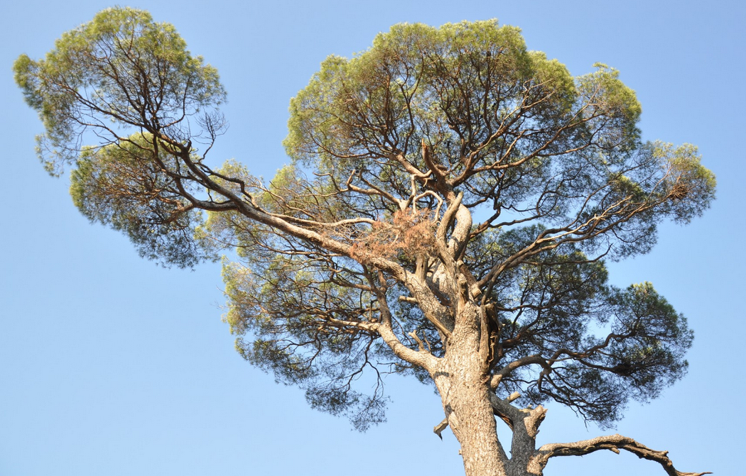 Сосна итальянская, или пиния (Pinus pinea): описание и фото дерева ...