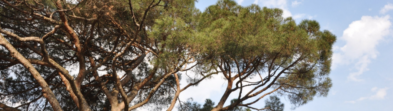 Опис сосни італійської, її посадка і догляд