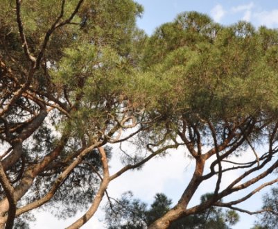 Опис сосни італійської, її посадка і догляд