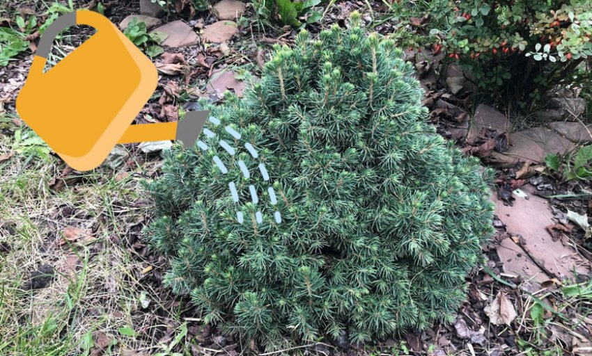 Полив їли Томпа