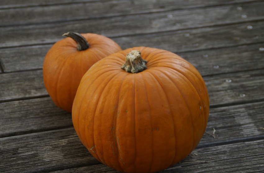 Гилея Гилея