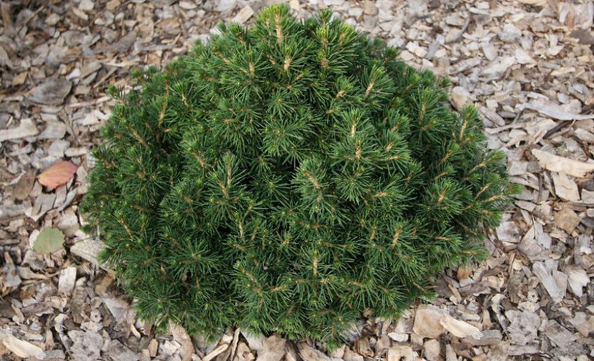 Мульчування їли Томпа