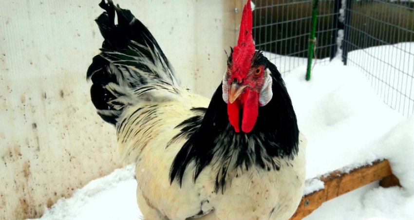 Кури Лакенфельдер