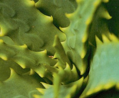 Як доглядати за столітником в домашніх умовах