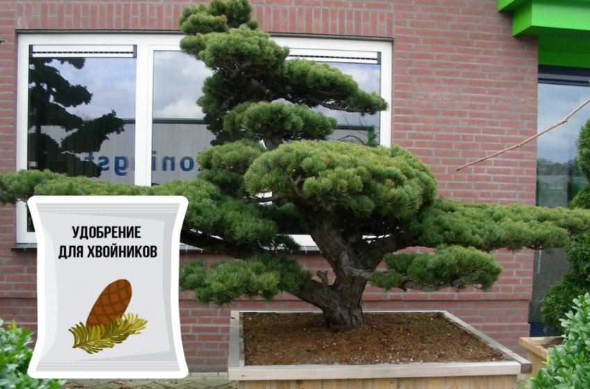 Підживлення пінії Підживлення пінії